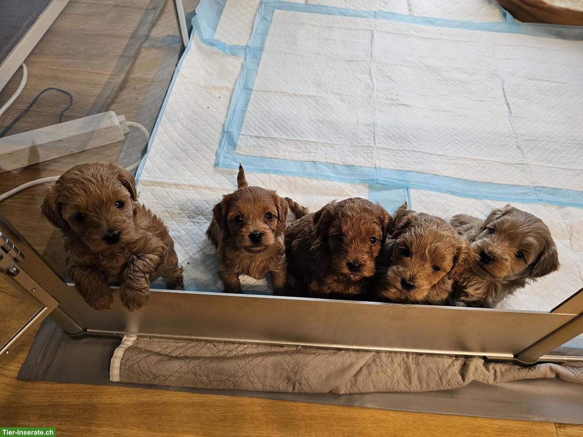 Maltipoo Welpen aus eigener Hobbyzucht