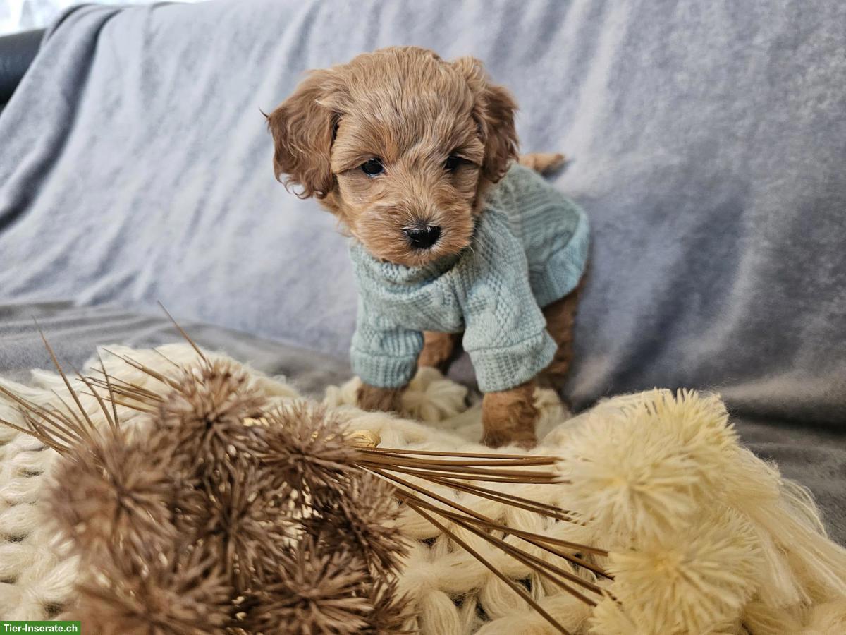 Bild 10: Maltipoo Welpen aus eigener Hobbyzucht