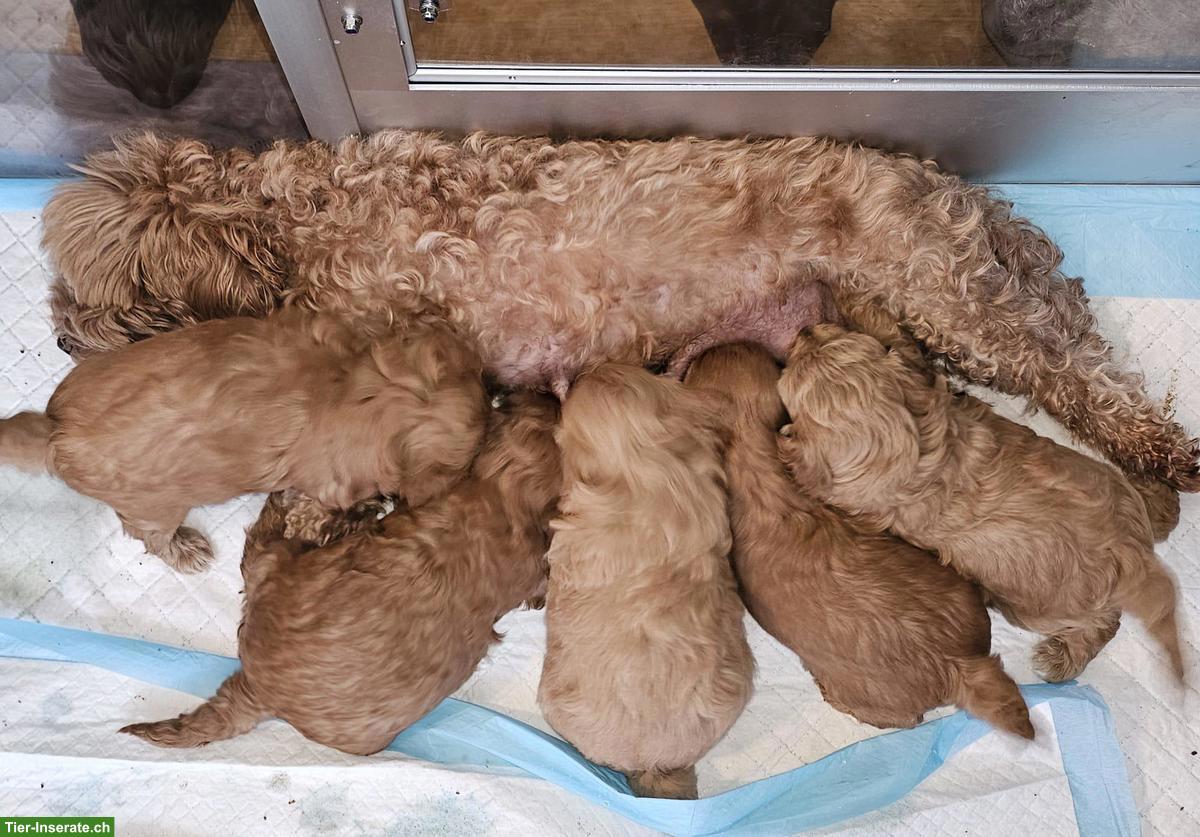 Bild 2: Maltipoo Welpen aus eigener Hobbyzucht