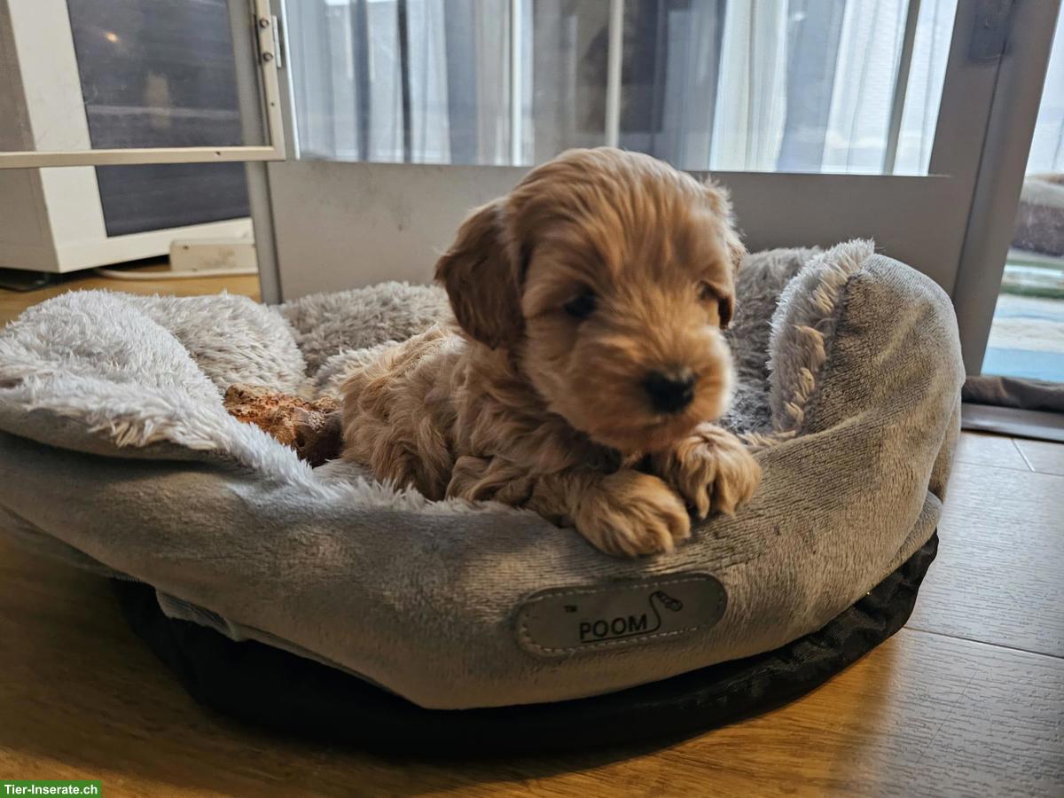 Bild 4: Maltipoo Welpen aus eigener Hobbyzucht