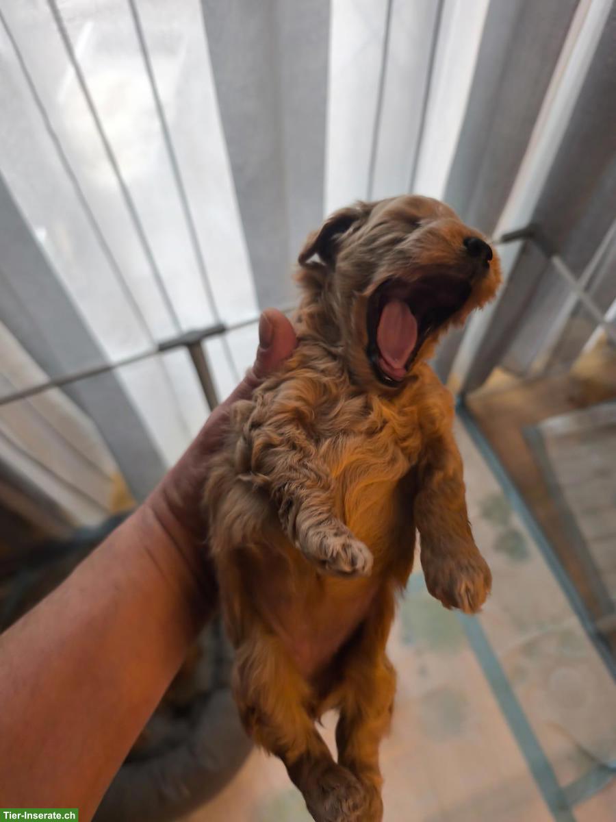 Bild 5: Maltipoo Welpen aus eigener Hobbyzucht