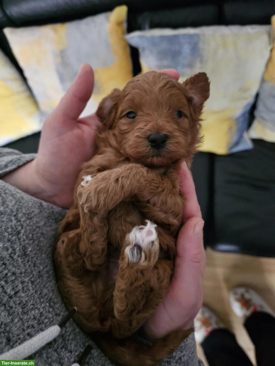 Bild 7: Maltipoo Welpen aus eigener Hobbyzucht
