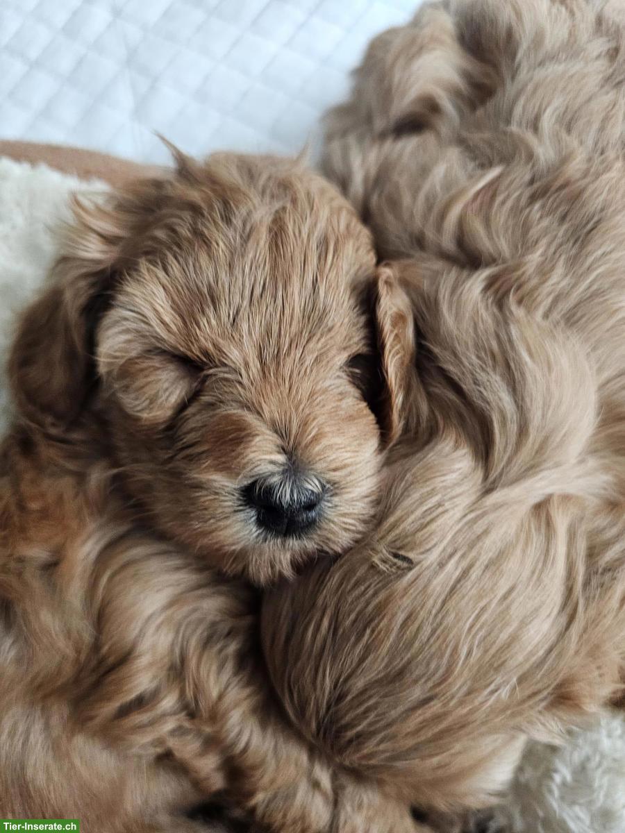 Bild 8: Maltipoo Welpen aus eigener Hobbyzucht