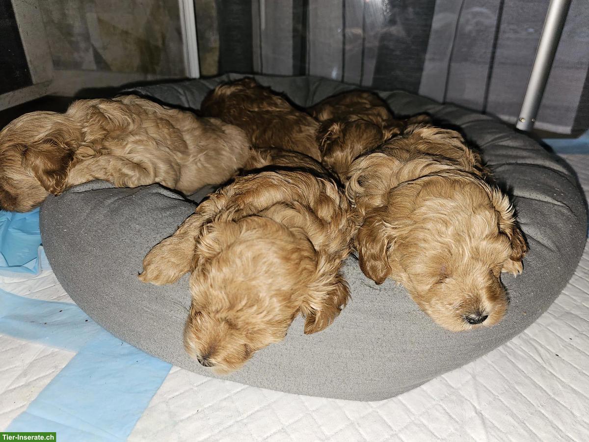 Bild 9: Maltipoo Welpen aus eigener Hobbyzucht