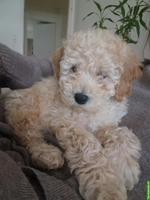 Maltipoo Welpe, 14 Wochen, sucht liebevolles Zuhause