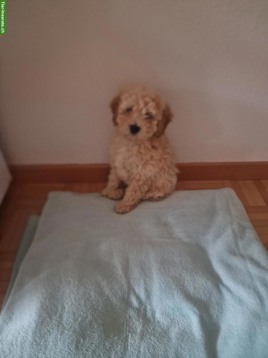 Bild 2: Maltipoo Welpe, 19 Wochen, sucht liebevolles Zuhause