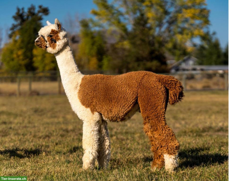 Suchen Tierpfleger:in / Mitarbeiter:in Alpakabetrieb, ca. 30%