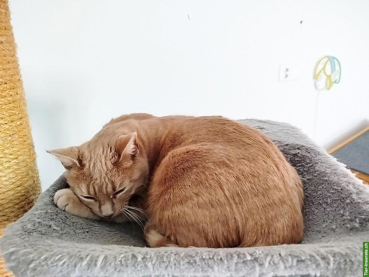 3 Freigänger-Katzen 🐱 suchen Zuhause