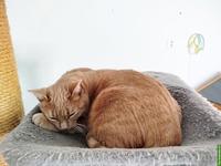 3 Freigänger-Katzen 🐱 suchen Zuhause