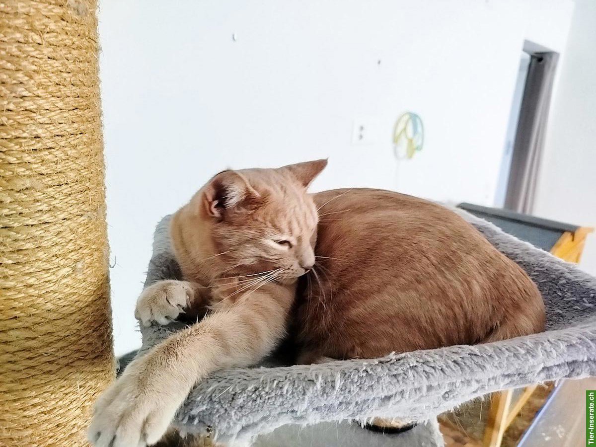 Bild 2: 3 Freigänger-Katzen 🐱 suchen Zuhause