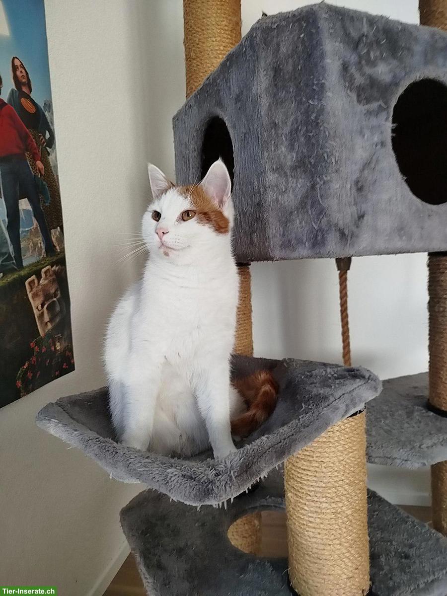 Bild 3: 3 Freigänger-Katzen 🐱 suchen Zuhause