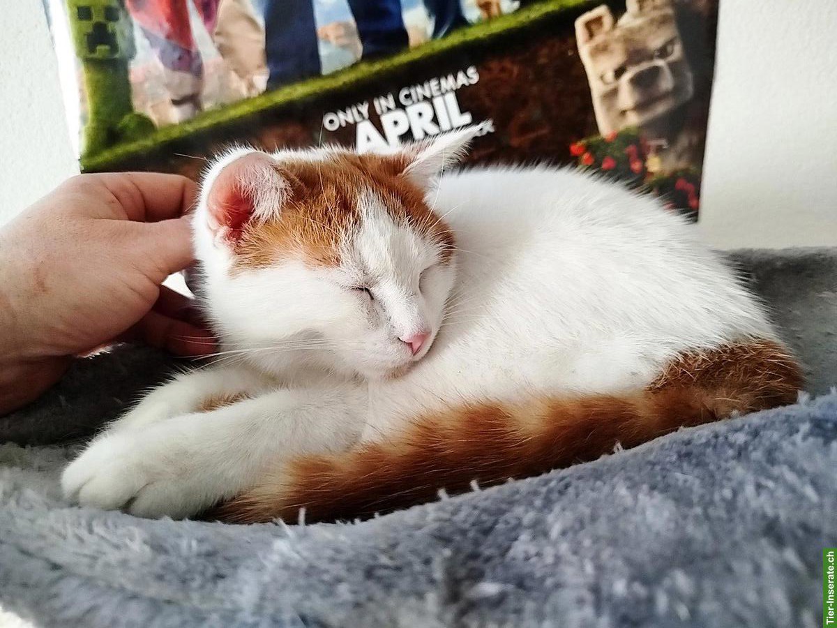 Bild 4: 3 Freigänger-Katzen 🐱 suchen Zuhause