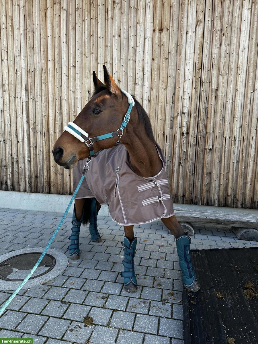 Tolle Reitbeteiligung im Raum Inwil zu vergeben!🐴💝