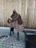 Tolle Reitbeteiligung im Raum Inwil zu vergeben!🐴💝