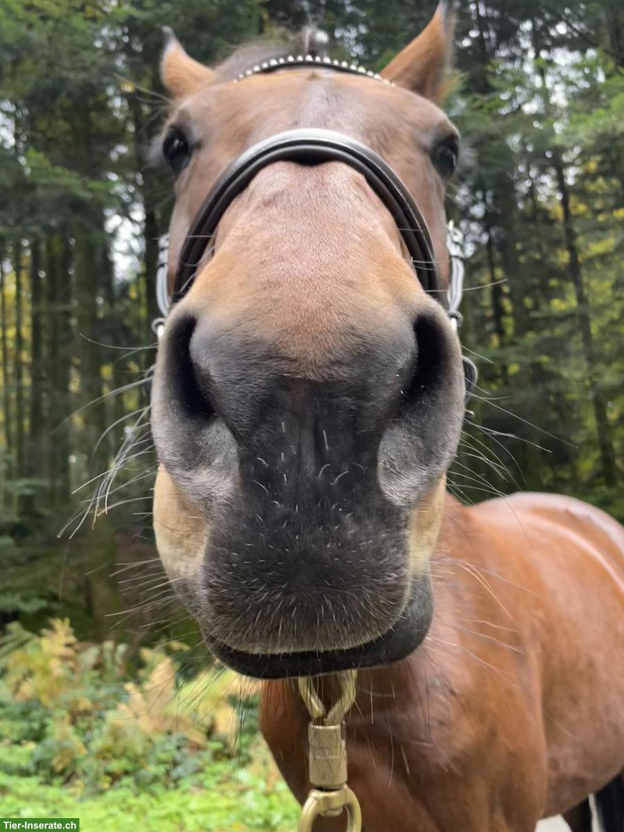 Bild 2: Tolle Reitbeteiligung im Raum Inwil zu vergeben!🐴💝