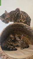 Bengal Kitten reinrassig zu verkaufen