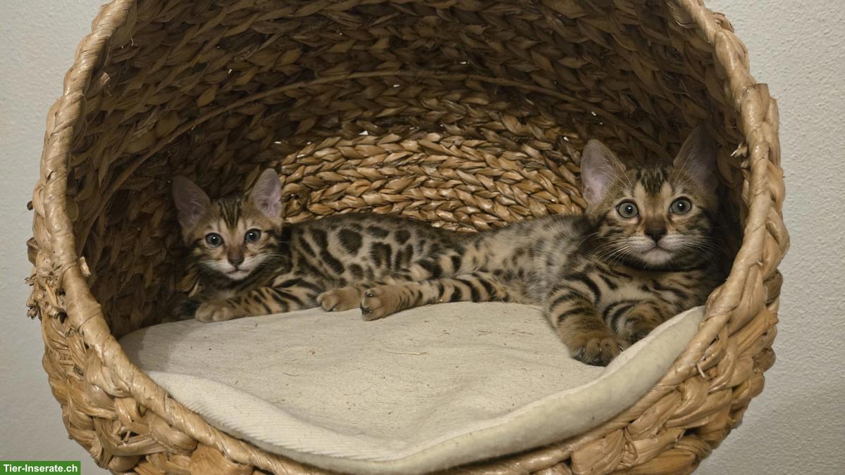 Bild 2: Bengal Kitten reinrassig zu verkaufen