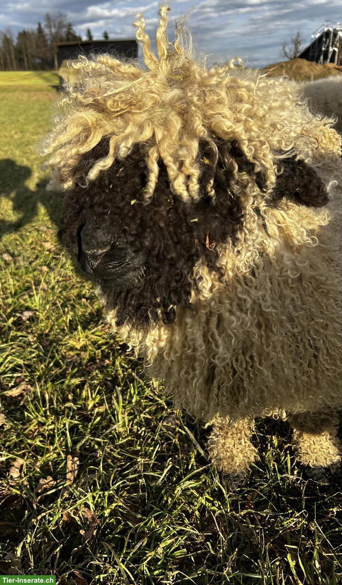 Junge Walliser Schwarznasenschaf Aue