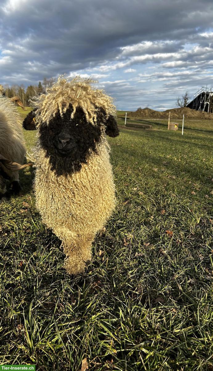 Bild 2: Junge Walliser Schwarznasenschaf Aue