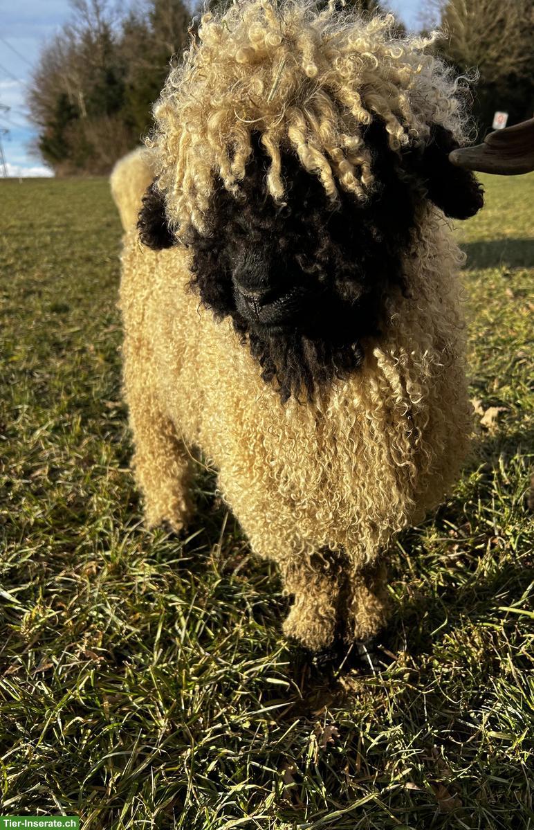 Bild 3: Junge Walliser Schwarznasenschaf Aue