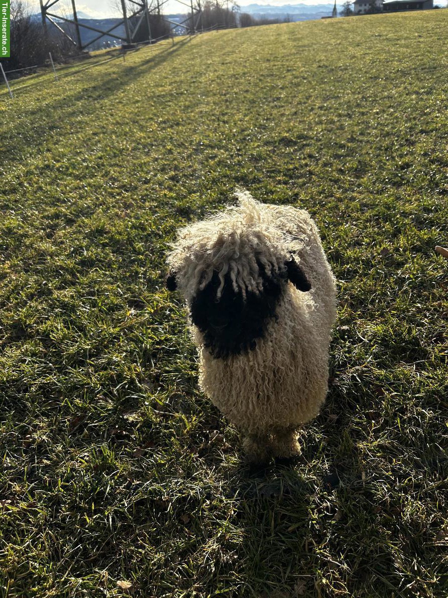 Bild 4: Junge Walliser Schwarznasenschaf Aue