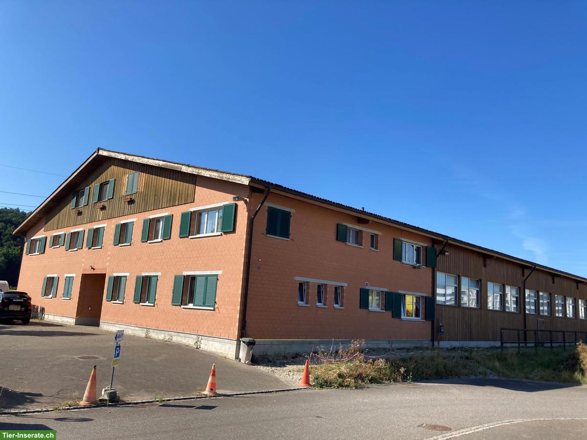 Loft-Wohnung, gross, naturnah, für Hunde- oder Pferdehalter