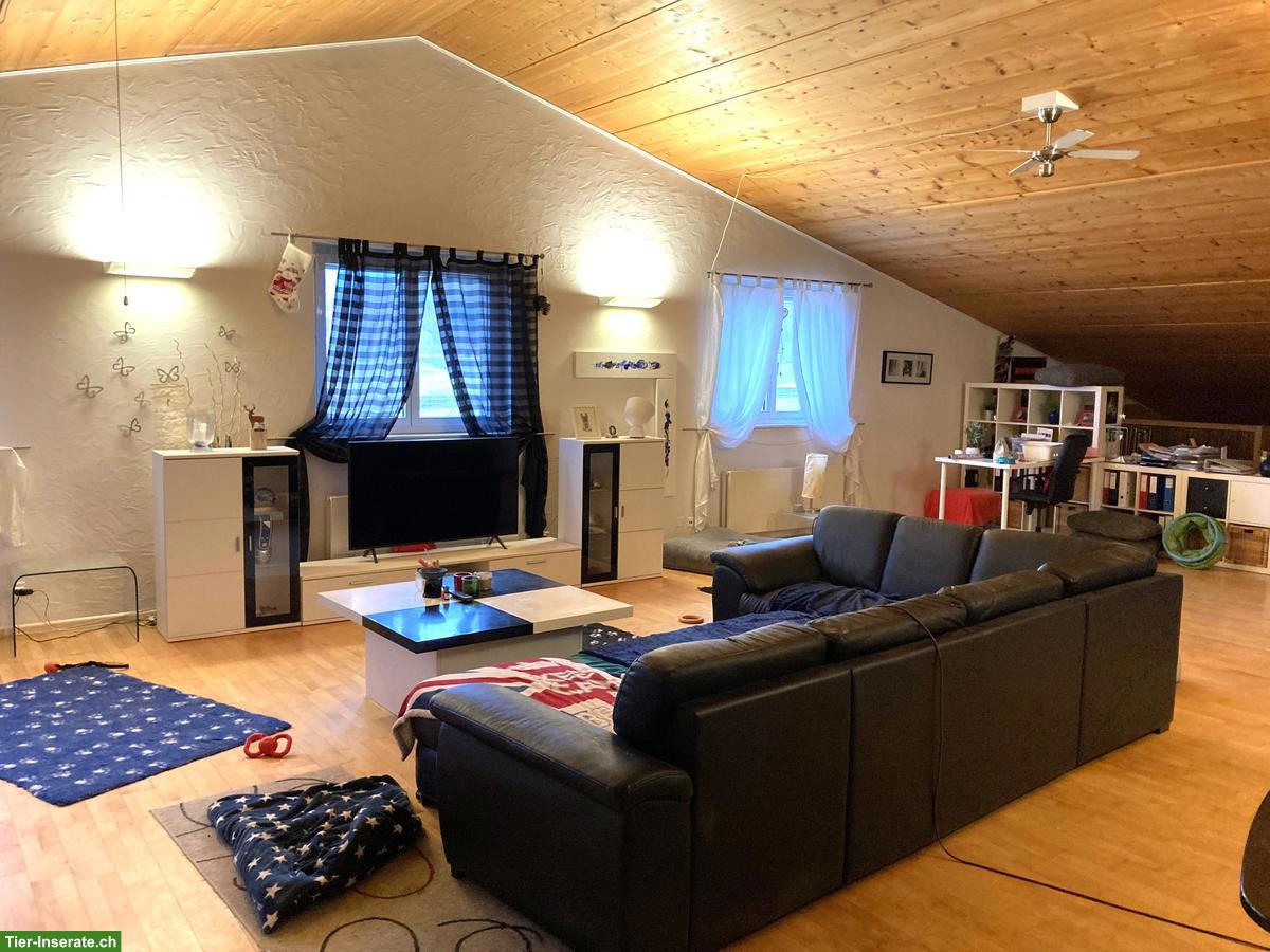 Bild 2: Loft-Wohnung, gross, naturnah, für Hunde- oder Pferdehalter