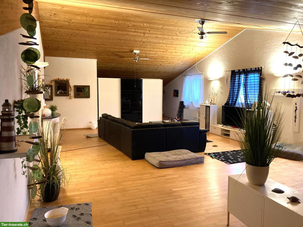 Bild 3: Loft-Wohnung, gross, naturnah, für Hunde- oder Pferdehalter
