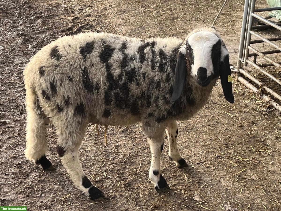 Junger Saaser Mutten Widder zu verkaufen