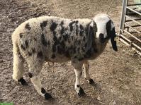 Junger Saaser Mutten Widder zu verkaufen