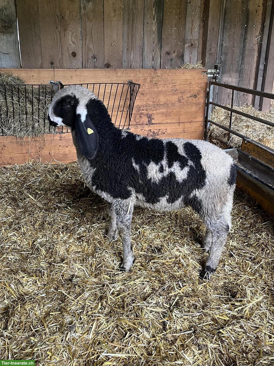 Bild 2: Junge Saaser Mutten zu verkaufen