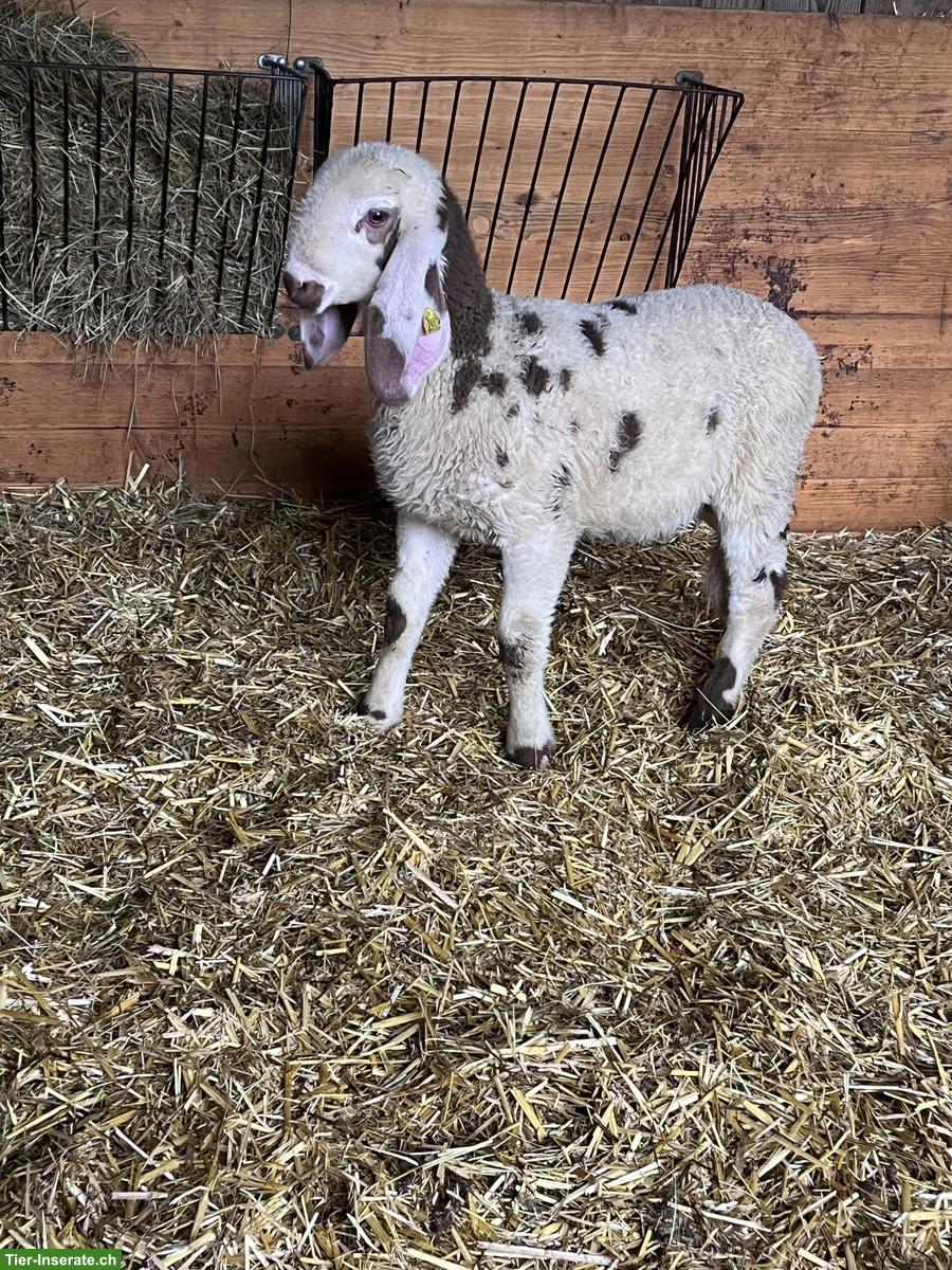 Bild 3: Junge Saaser Mutten zu verkaufen