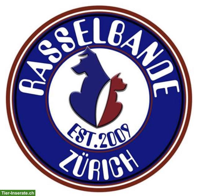 Hundeschule & Hundebetreuung für die Region Zürich