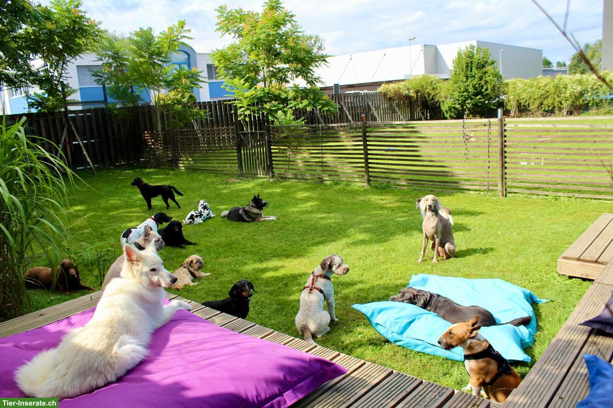 Hundebetreuung & Hundeschule im Raum Zürich und Umgebung