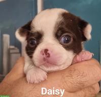 Chihuahua Welpen, super schön & gesund