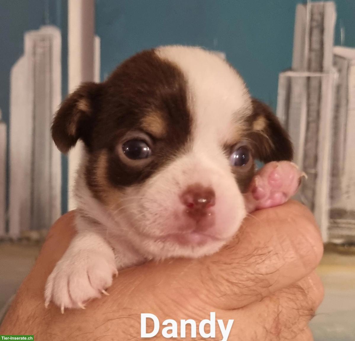 Bild 2: Chihuahua Welpen, super schön & gesund