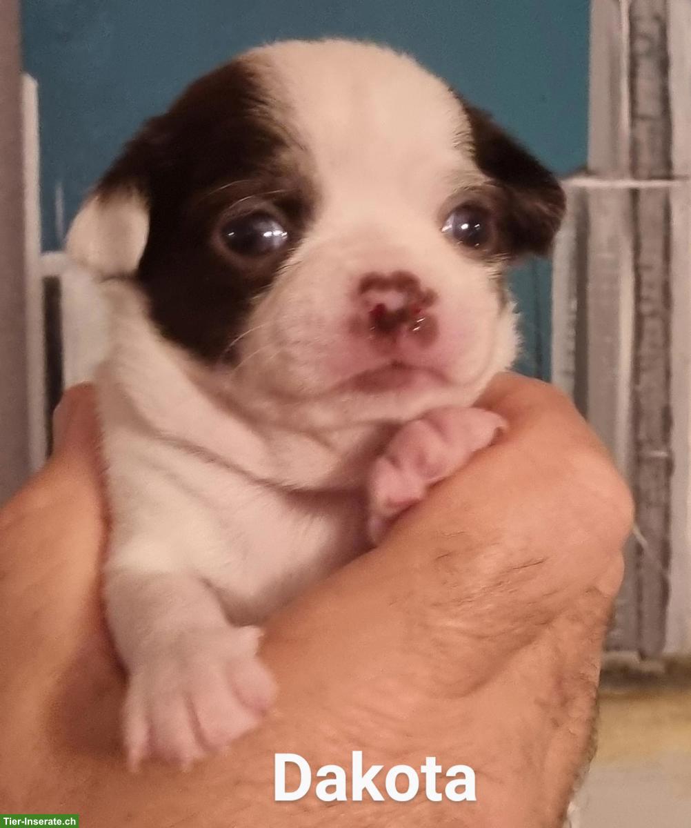 Bild 3: Chihuahua Welpen, super schön & gesund