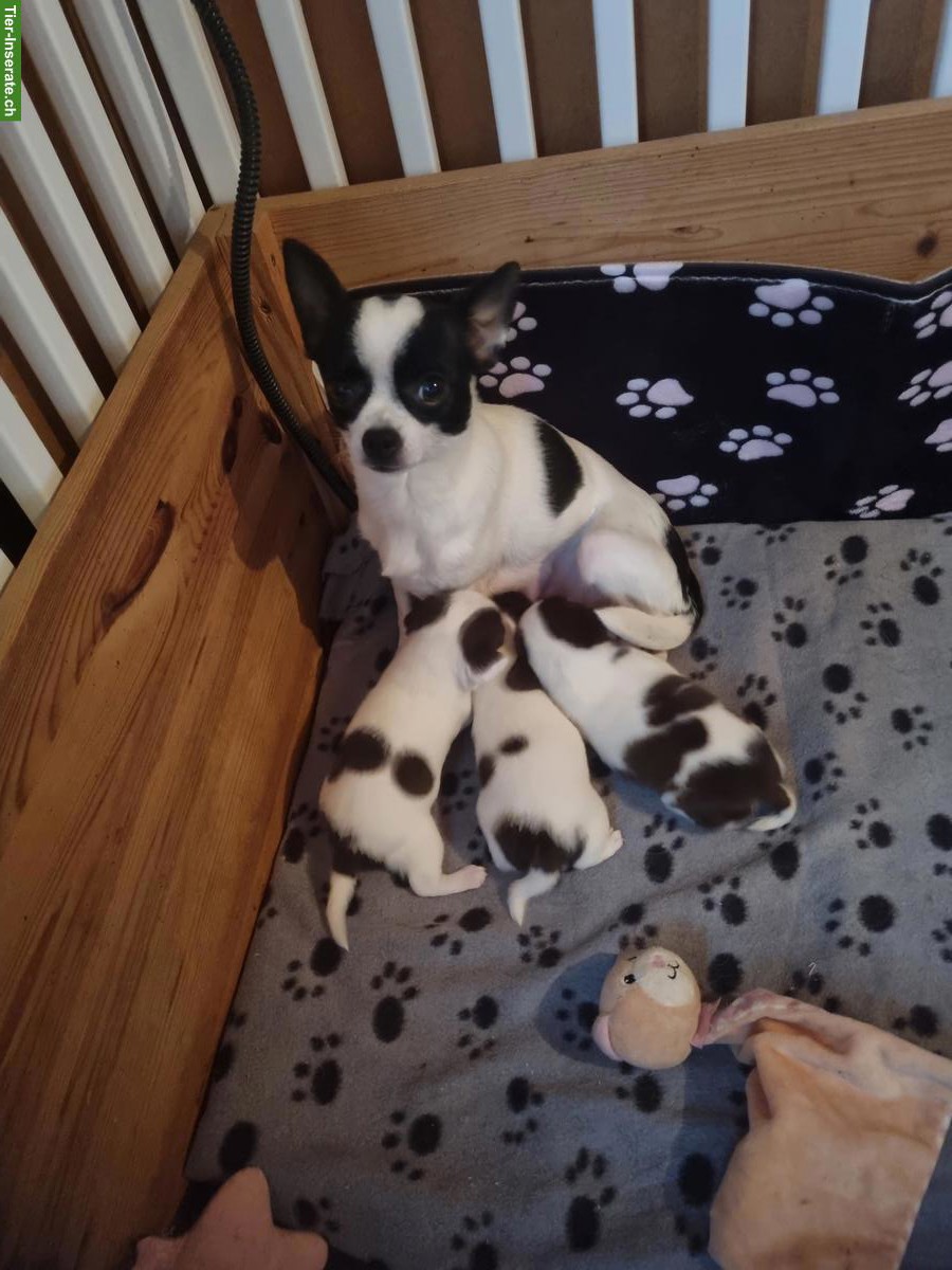 Bild 4: Chihuahua Welpen, super schön & gesund