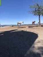 1-2 Plätze frei in grossen Offenstall mit bedampftem Heu in Widen AG