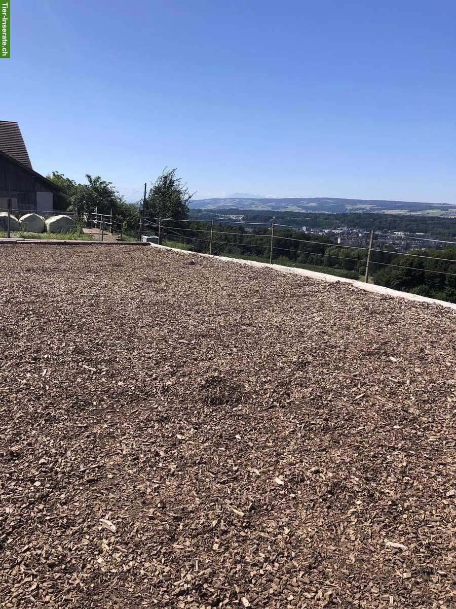 Bild 2: 1-2 Plätze frei in grossen Offenstall mit bedampftem Heu in Widen AG