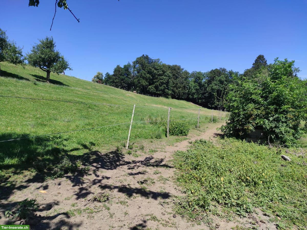 Bild 3: 1-2 Plätze frei in grossen Offenstall mit bedampftem Heu in Widen AG