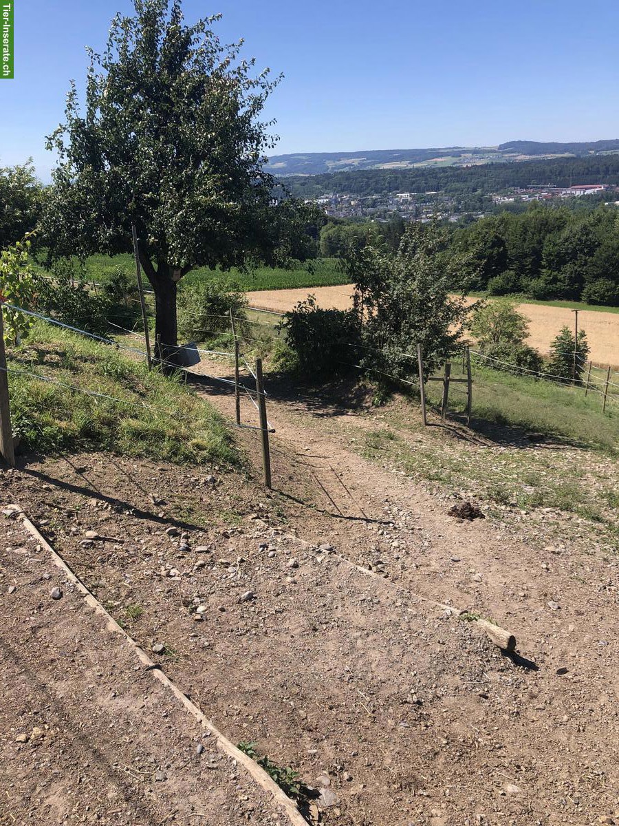 Bild 4: 1-2 Plätze frei in grossen Offenstall mit bedampftem Heu in Widen AG