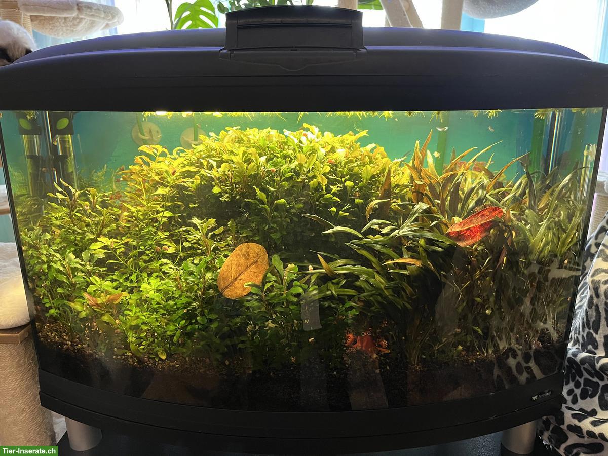 Aquarium (gebogene Frontscheibe) Komplettset zu verkaufen
