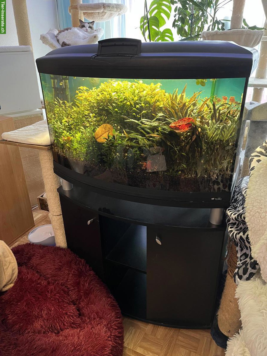 Bild 2: Aquarium (gebogene Frontscheibe) Komplettset zu verkaufen