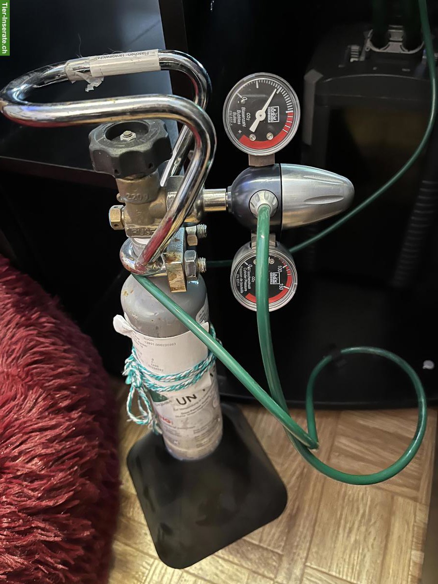 Bild 6: Aquarium (gebogene Frontscheibe) Komplettset zu verkaufen