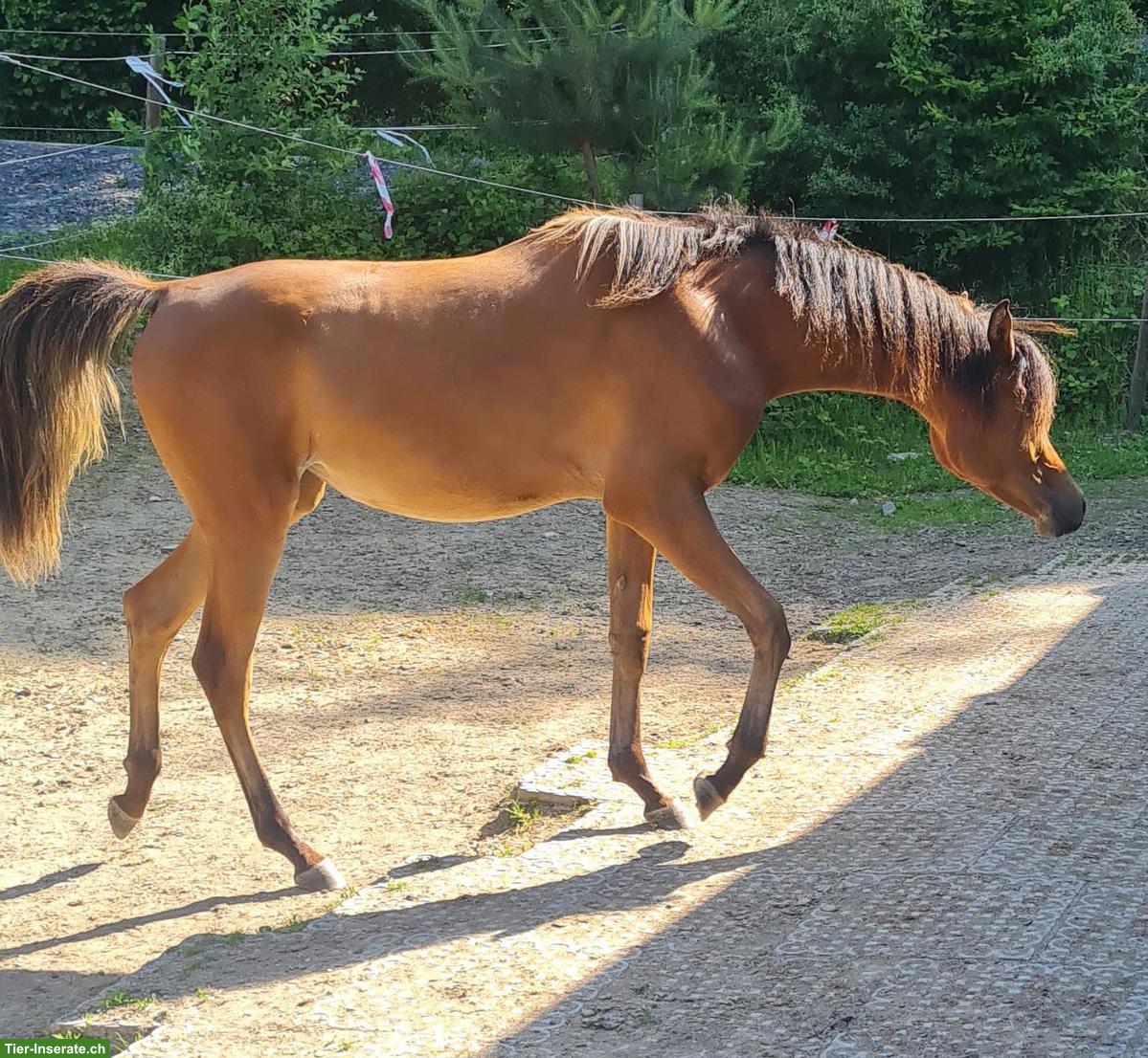 Traumhafte Vollblutaraber Stute, sehr menschenbezogen