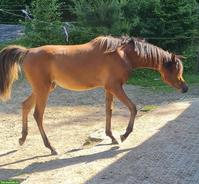 Traumhafte Vollblutaraber Stute, sehr menschenbezogen