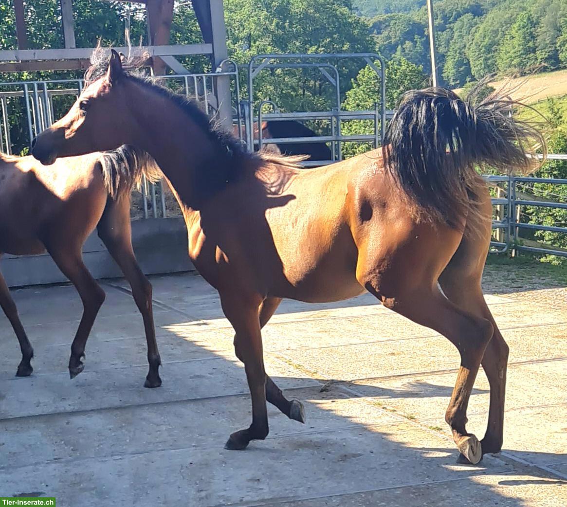 Bild 2: Traumhafte Vollblutaraber Stute, sehr menschenbezogen