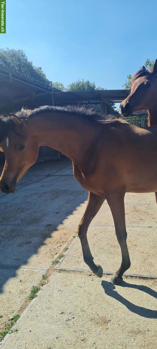 Bild 4: Traumhafte Vollblutaraber Stute, sehr menschenbezogen