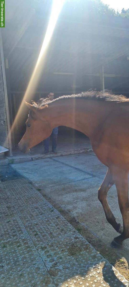 Bild 5: Traumhafte Vollblutaraber Stute, sehr menschenbezogen